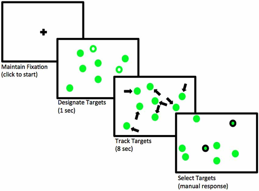 Flow of events in a trial where two objects need to be tracked. Adapted from Blumberg, Peterson, and Parasuraman (2015); licensed under CC BY 4.0 (https://creativecommons.org/licenses/by/4.0/).